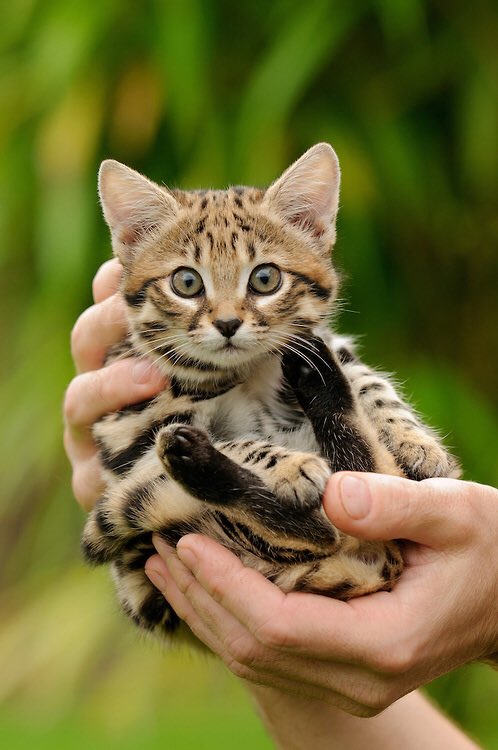 萌え死注意 世界一小さい猫 クロアシネコ が超かわいい Kenbo Me ケンボーミー