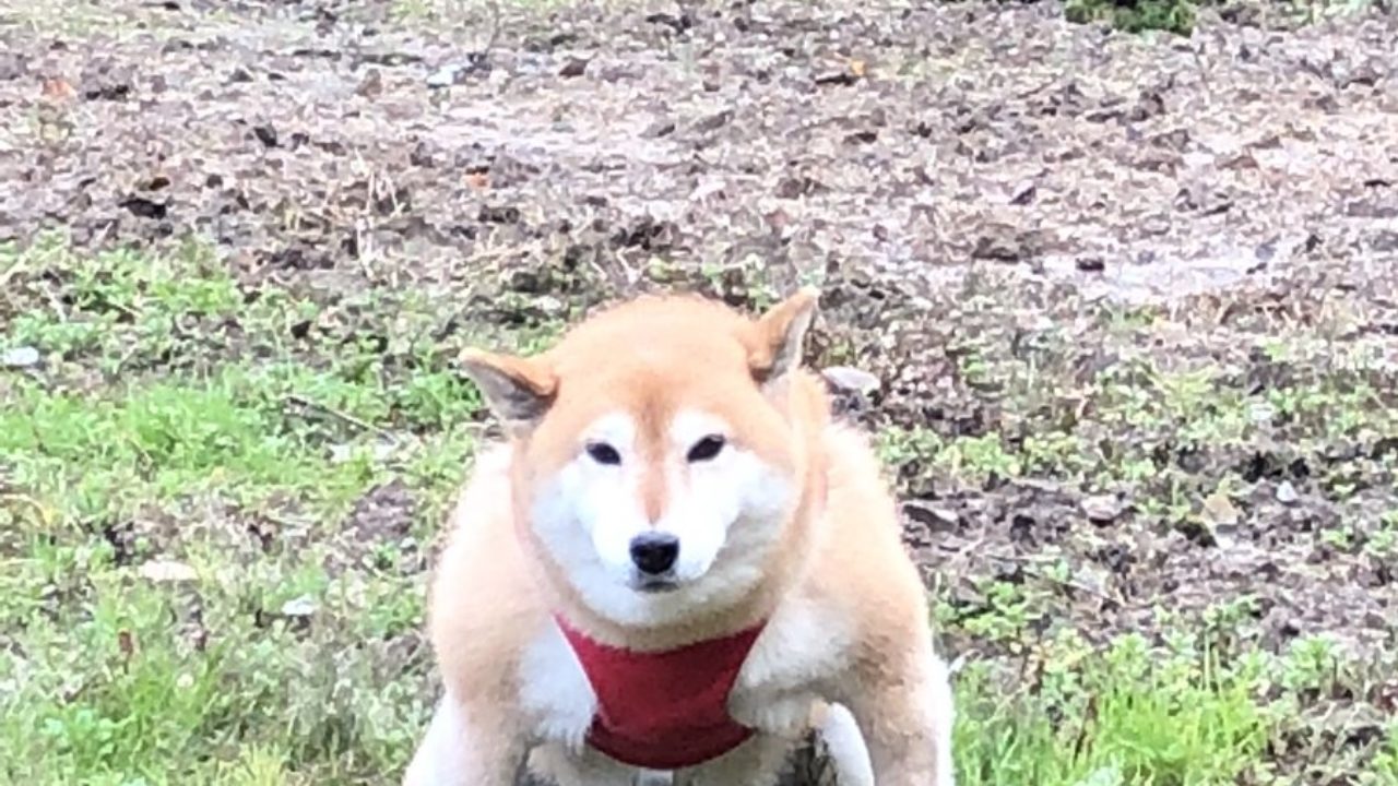 柴犬類最強 筋肉ムキムキの柴犬アンちゃん Kenbo Me ケンボーミー