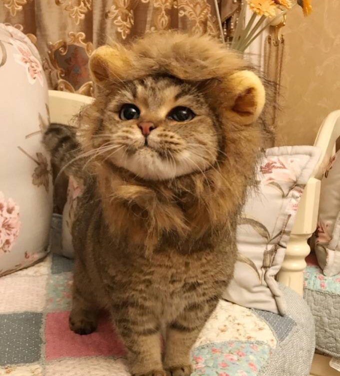 ライオンのかぶりものを被った子猫が可愛いすぎる Kenbo Me ケンボーミー