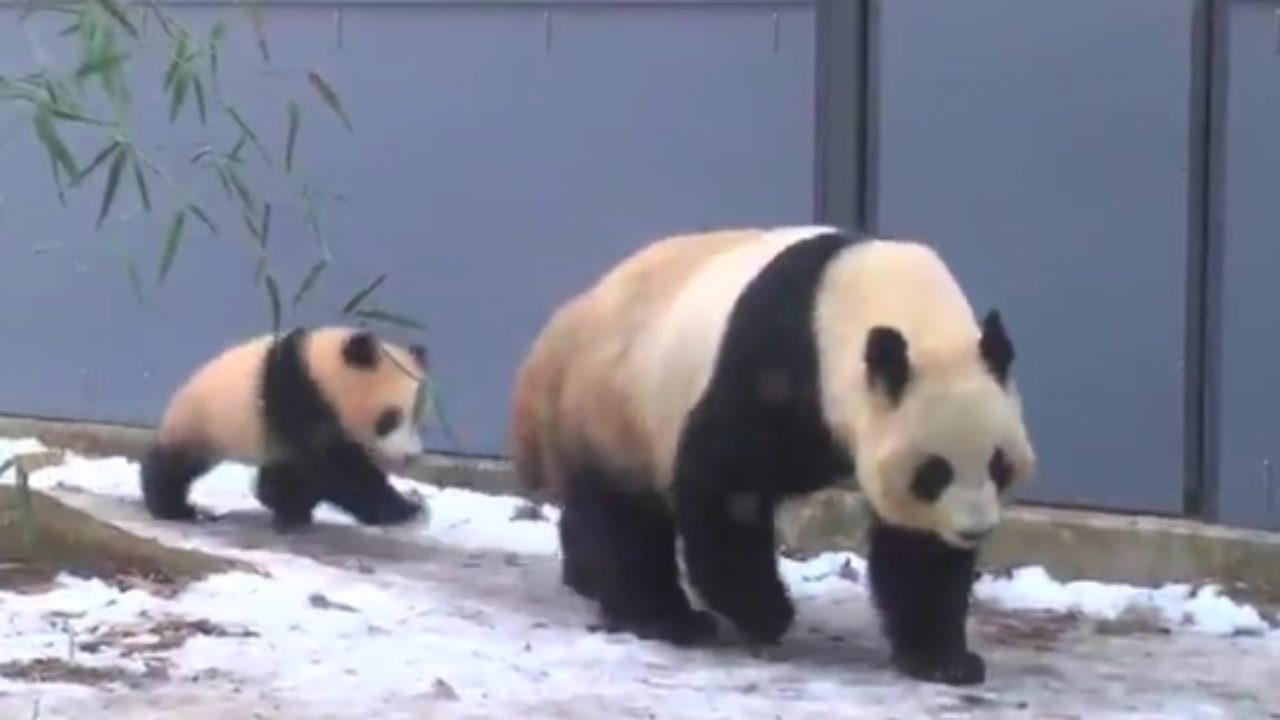 上野動物園 パンダのひざカックンが炸裂したwwwww シャンシャン Kenbo Me ケンボーミー