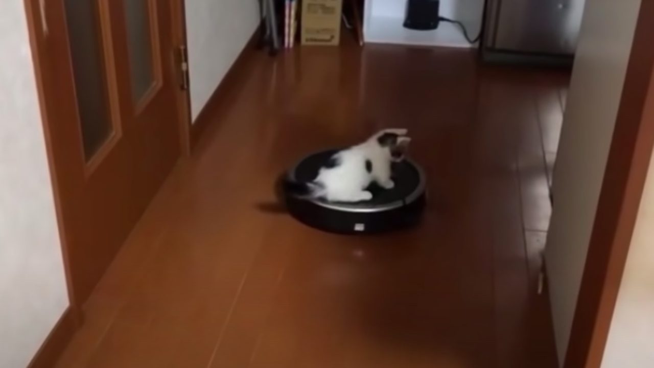 子猫がルンバに乗って掃除 Kenbo Me ケンボーミー