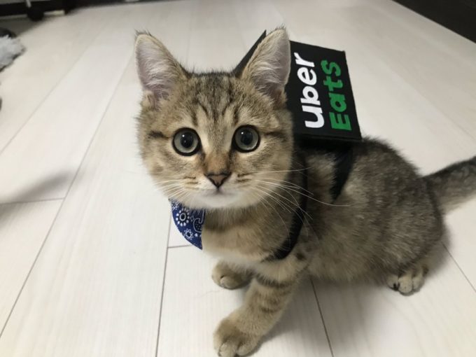 激カワ 猫のubereats ウーバーイーツ Kenbo Me ケンボーミー